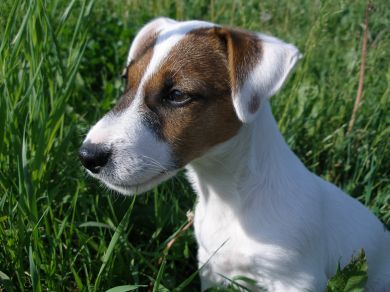 jack-russel-terier-2.jpg