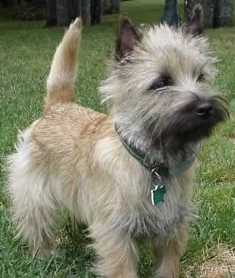 Cairn-Terrier.jpg